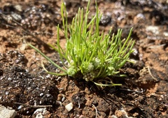 Isoetopsis graminifolia