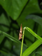 Conocephalus maculatus
