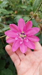 Passiflora × rosea