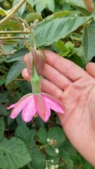 Passiflora × rosea
