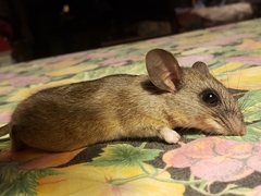 Peromyscus hylocetes