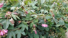 Passiflora × rosea
