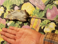 Peromyscus hylocetes