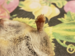 Peromyscus hylocetes