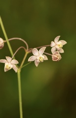 Asclepias cinerea