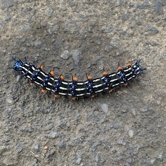 Doleschallia bisaltide