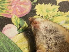 Peromyscus hylocetes