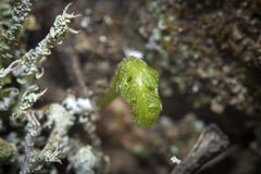 Polypodium californicum