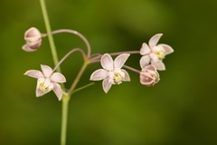 Asclepias cinerea