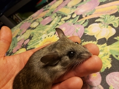 Peromyscus hylocetes