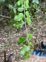 Dovyalis rhamnoides