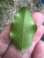 Dovyalis rhamnoides