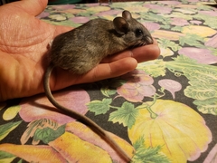 Peromyscus hylocetes