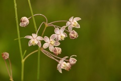Asclepias cinerea