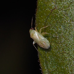 Phylinae