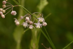 Asclepias cinerea
