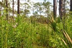 Asclepias cinerea