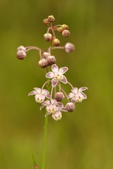 Asclepias cinerea