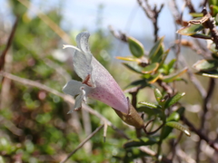 Prostanthera serpyllifolia