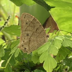 Melanitis leda