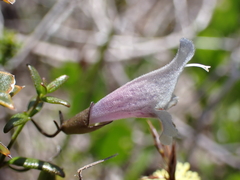 Prostanthera serpyllifolia