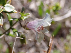 Prostanthera serpyllifolia