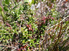 Prostanthera serpyllifolia