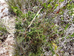 Prostanthera serpyllifolia