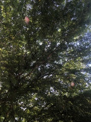 Calliandra tergemina