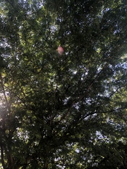 Calliandra tergemina