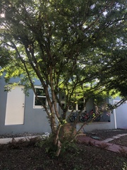 Calliandra tergemina