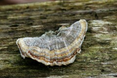 Trametes ochracea