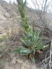 Stanleya viridiflora