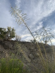 Stanleya viridiflora