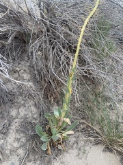 Stanleya viridiflora