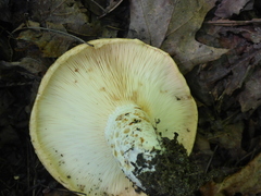 Lactarius zonarius riparius