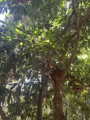 Buckinghamia ferruginiflora