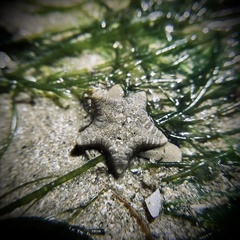 Goniodiscaster scaber