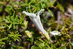 Prostanthera serpyllifolia