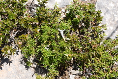 Prostanthera serpyllifolia