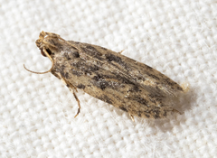 Hypatima