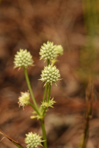 Eryngium yuccifolium var. synchaetum