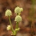 Eryngium yuccifolium synchaetum - Photo 由 Aidan Campos 所上傳的 (c) Aidan Campos，保留部份權利CC BY-NC