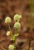 Southern Rattlesnake Master - Photo (c) Aidan Campos, some rights reserved (CC BY-NC), uploaded by Aidan Campos