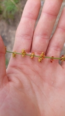 Rumex brownii