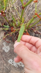 Rumex brownii