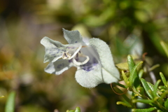 Prostanthera serpyllifolia