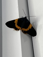 Milionia zonea pryeri