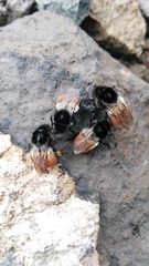 Bombus pyrosoma