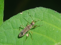Neopamera